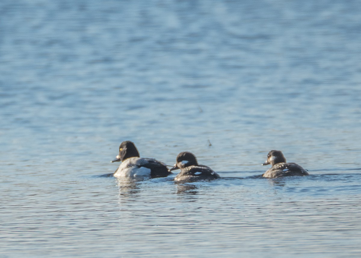 Greater Scaup - Charlie Bruggemann