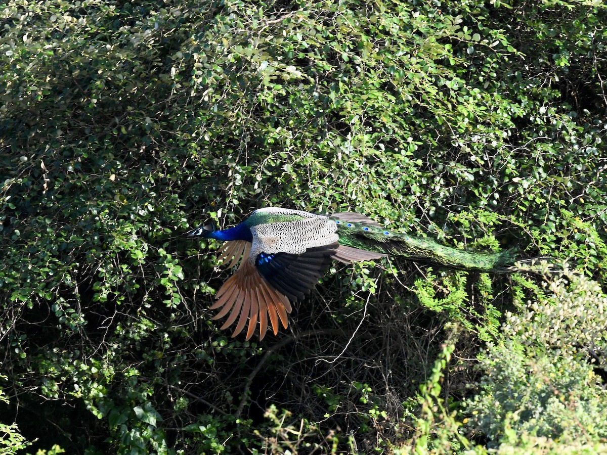 Indian Peafowl - ML140651581