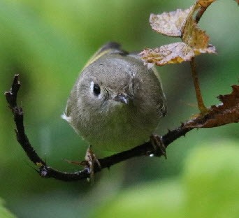 Ruby-crowned Kinglet - Jock McCracken