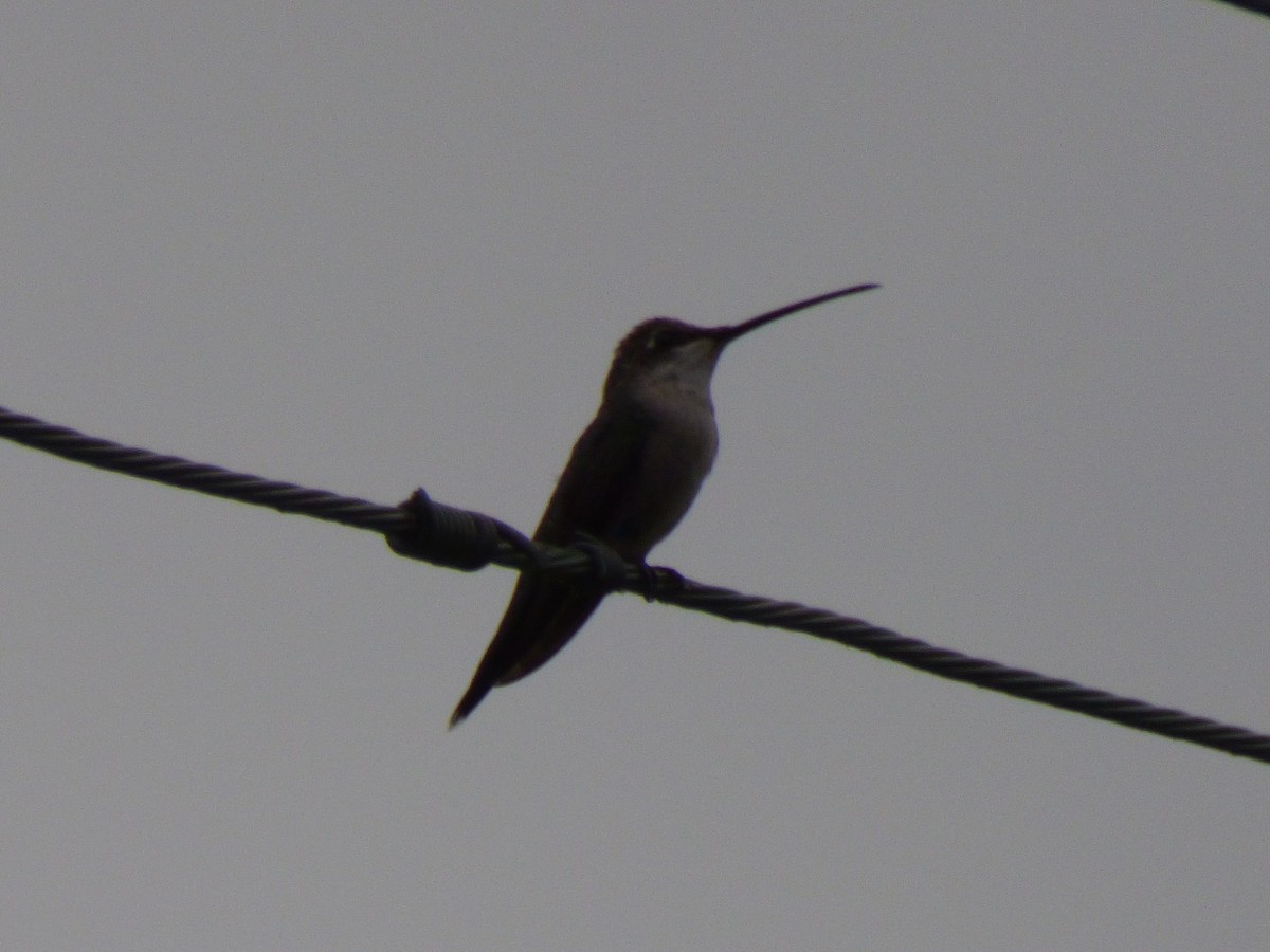 Colibrí de Barbijo - ML140654471