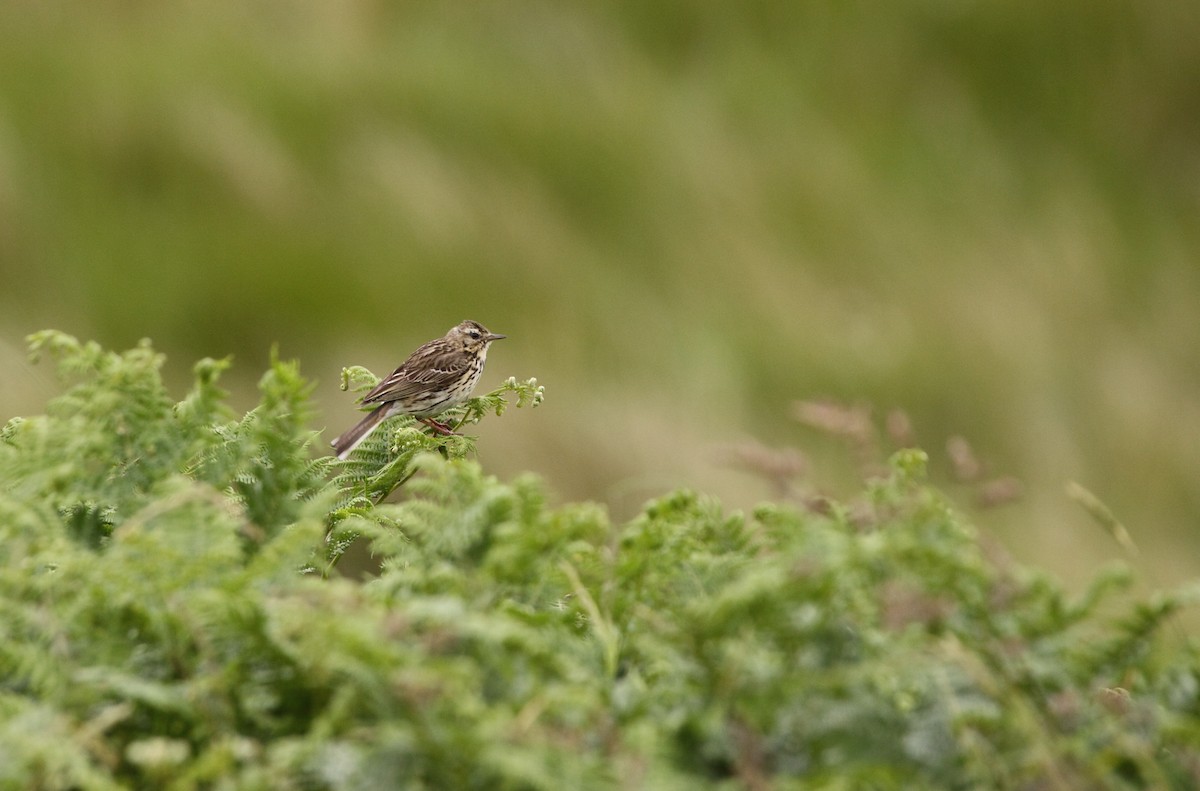 Wiesenpieper - ML140654531