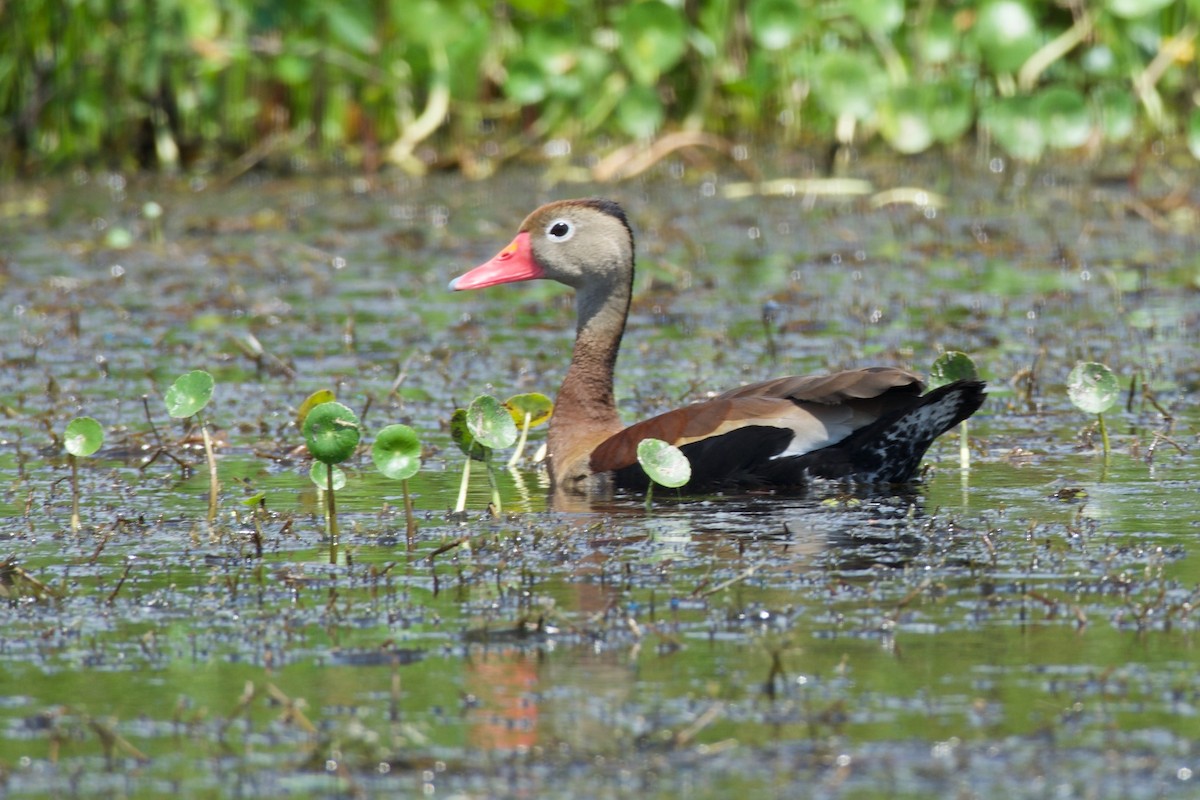 Dendrocygne à ventre noir - ML140654571