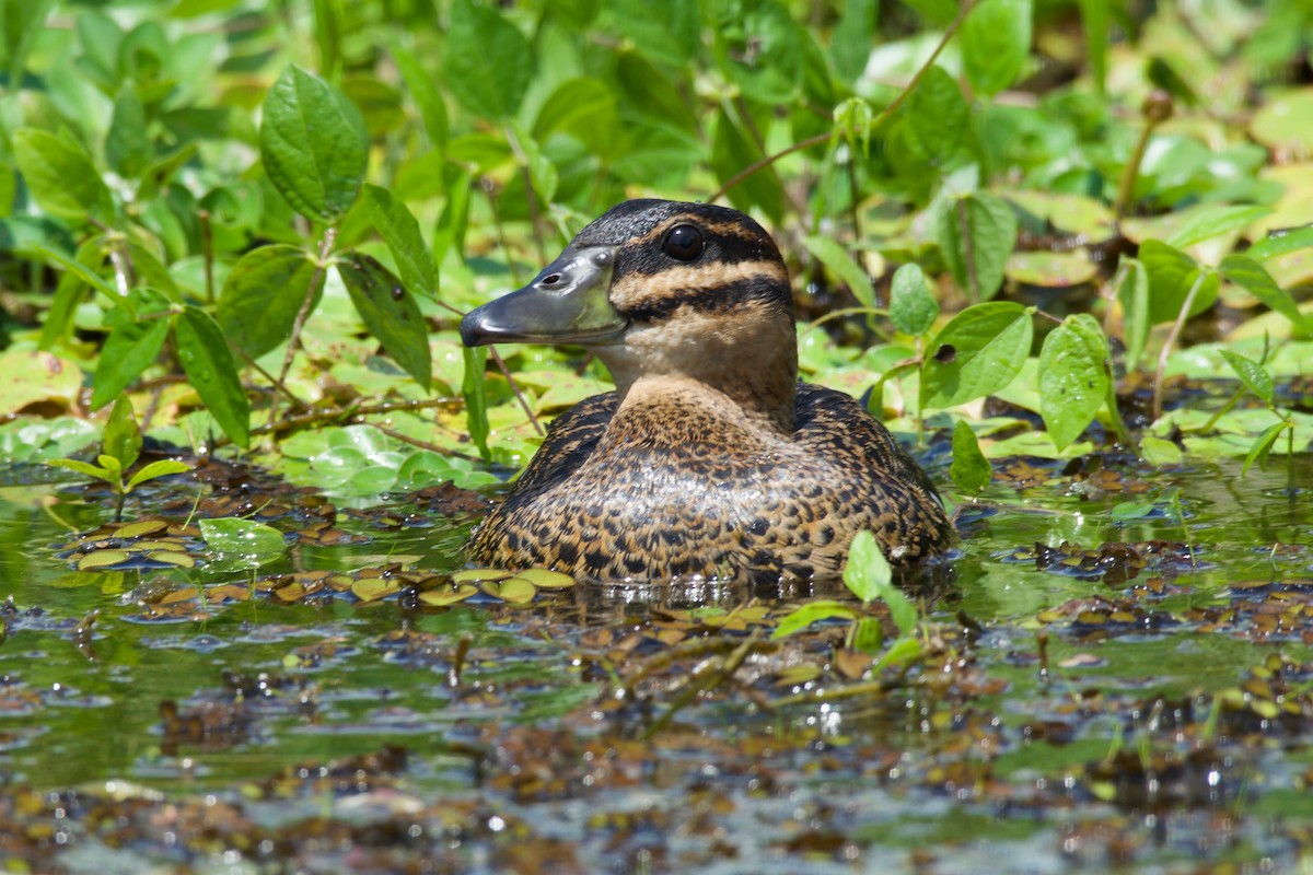 Masked Duck - ML140654701