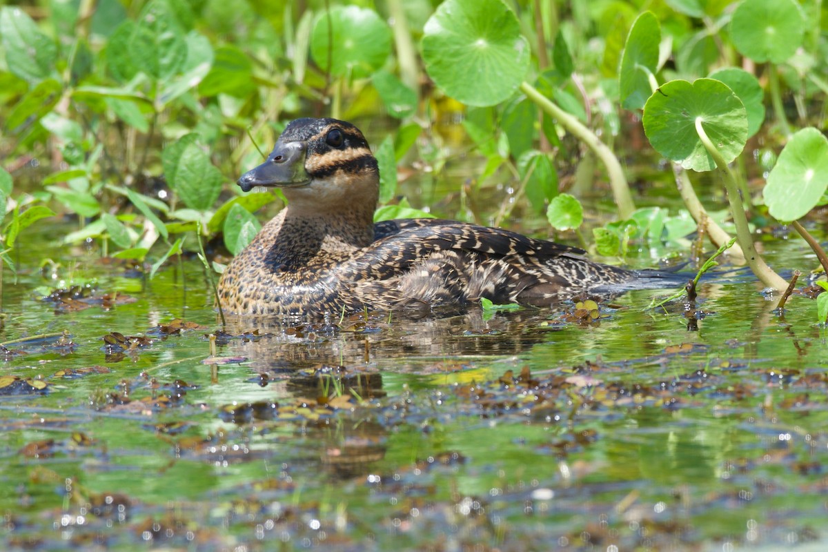 Masked Duck - ML140654741