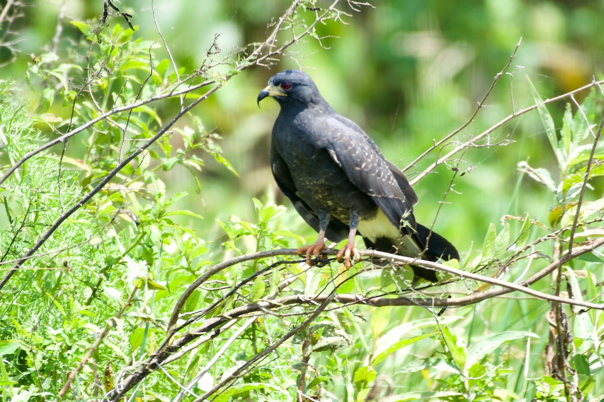 Snail Kite - ML140654821