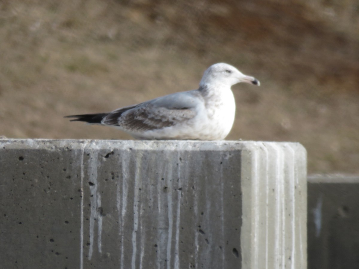 Goéland argenté - ML140655011