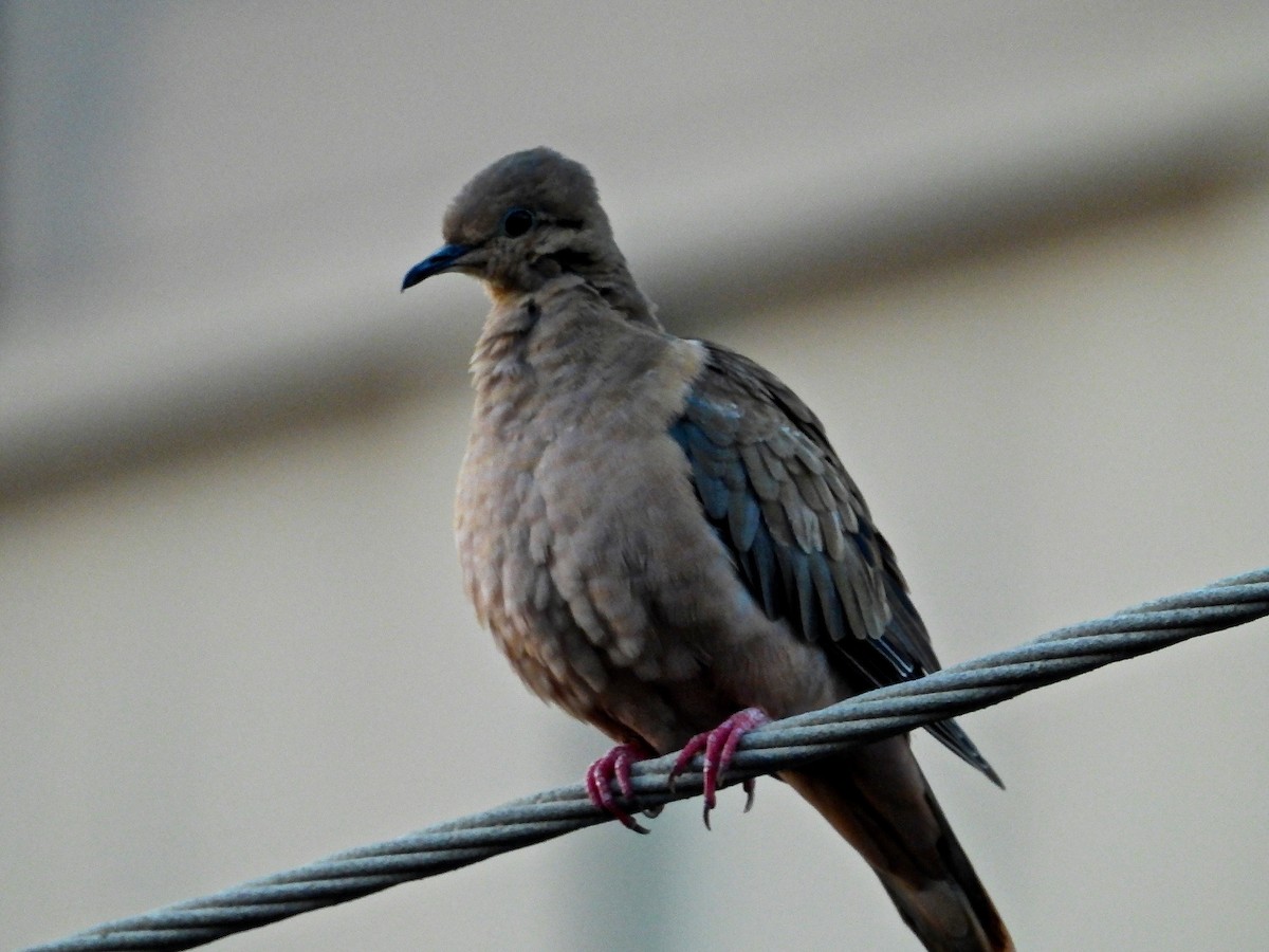 Eared Dove - ML140655341