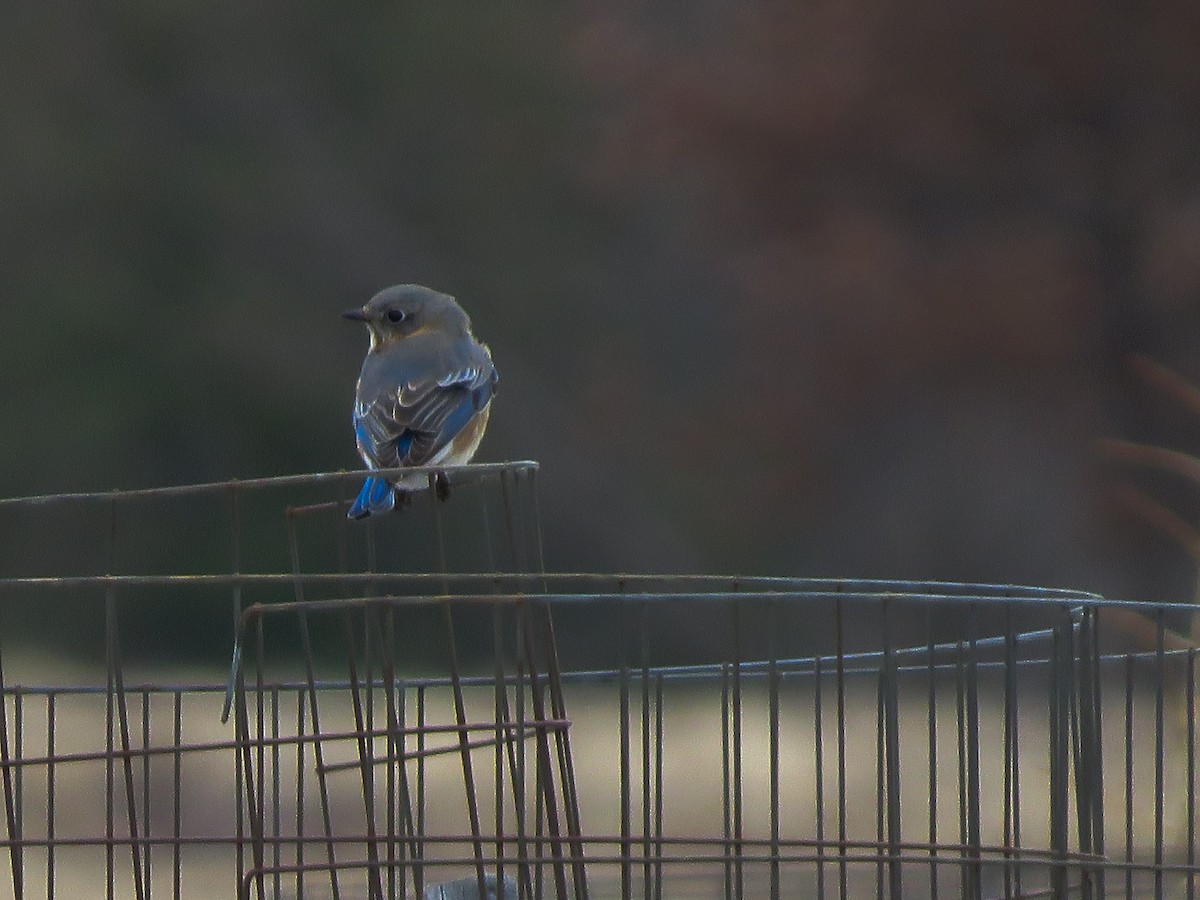Eastern Bluebird - ML140656031