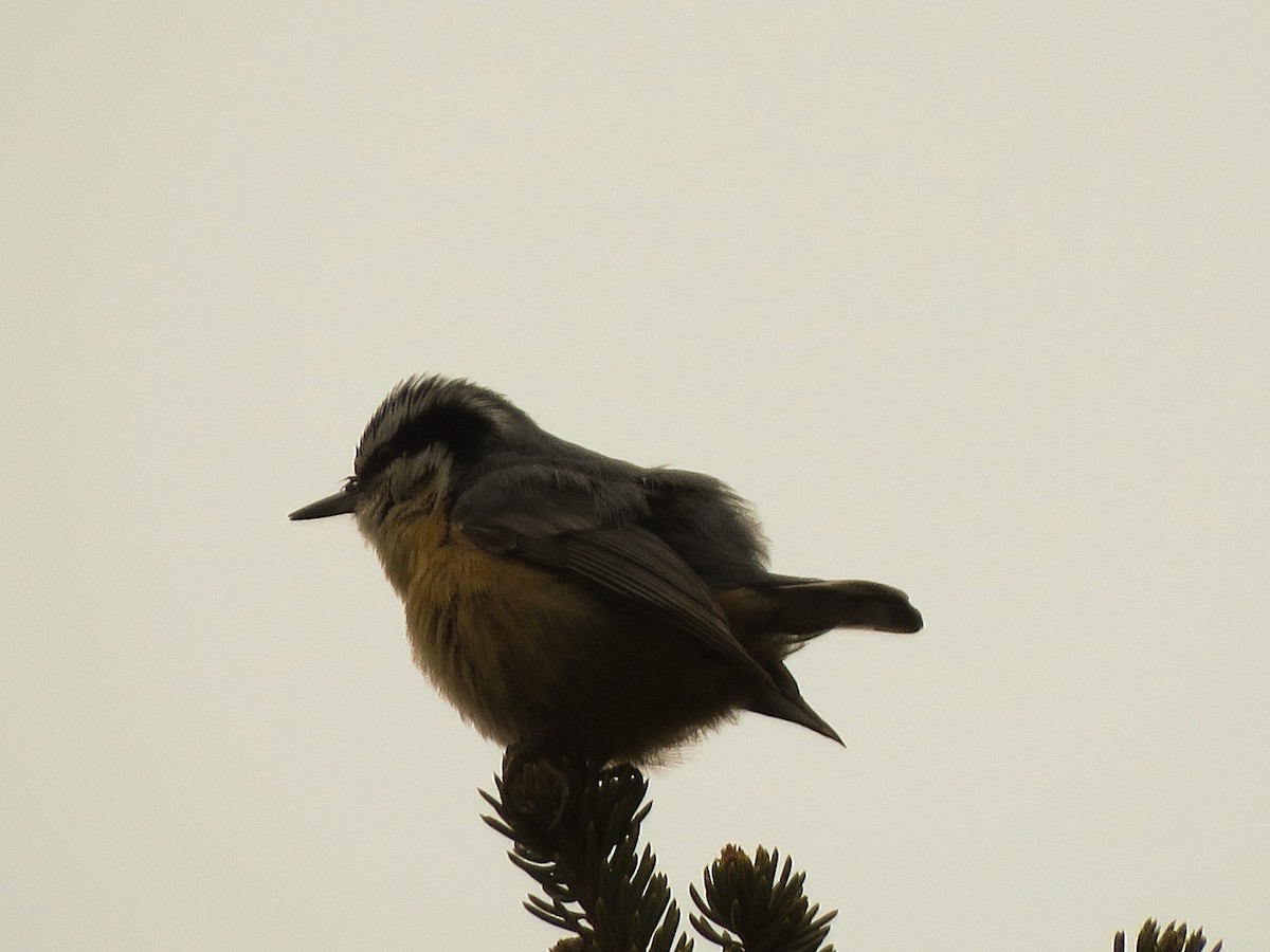 Red-breasted Nuthatch - ML140656071
