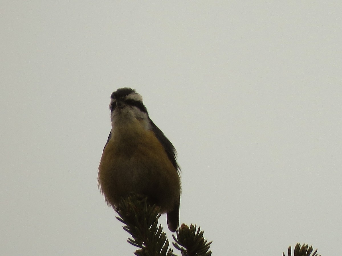 Red-breasted Nuthatch - ML140656081