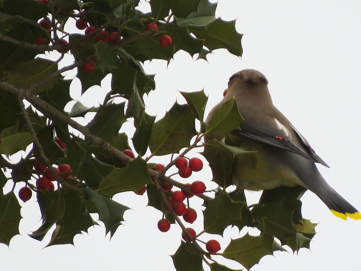 Cedar Waxwing - ML140656151