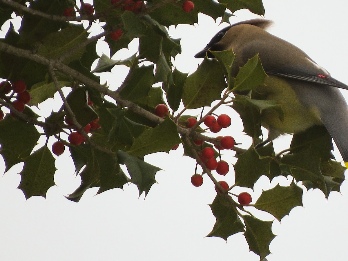 Cedar Waxwing - ML140656161