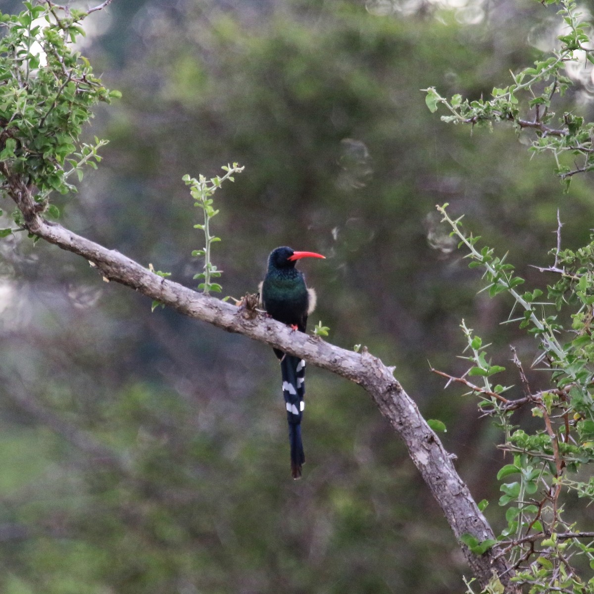 Green Woodhoopoe - ML140658941