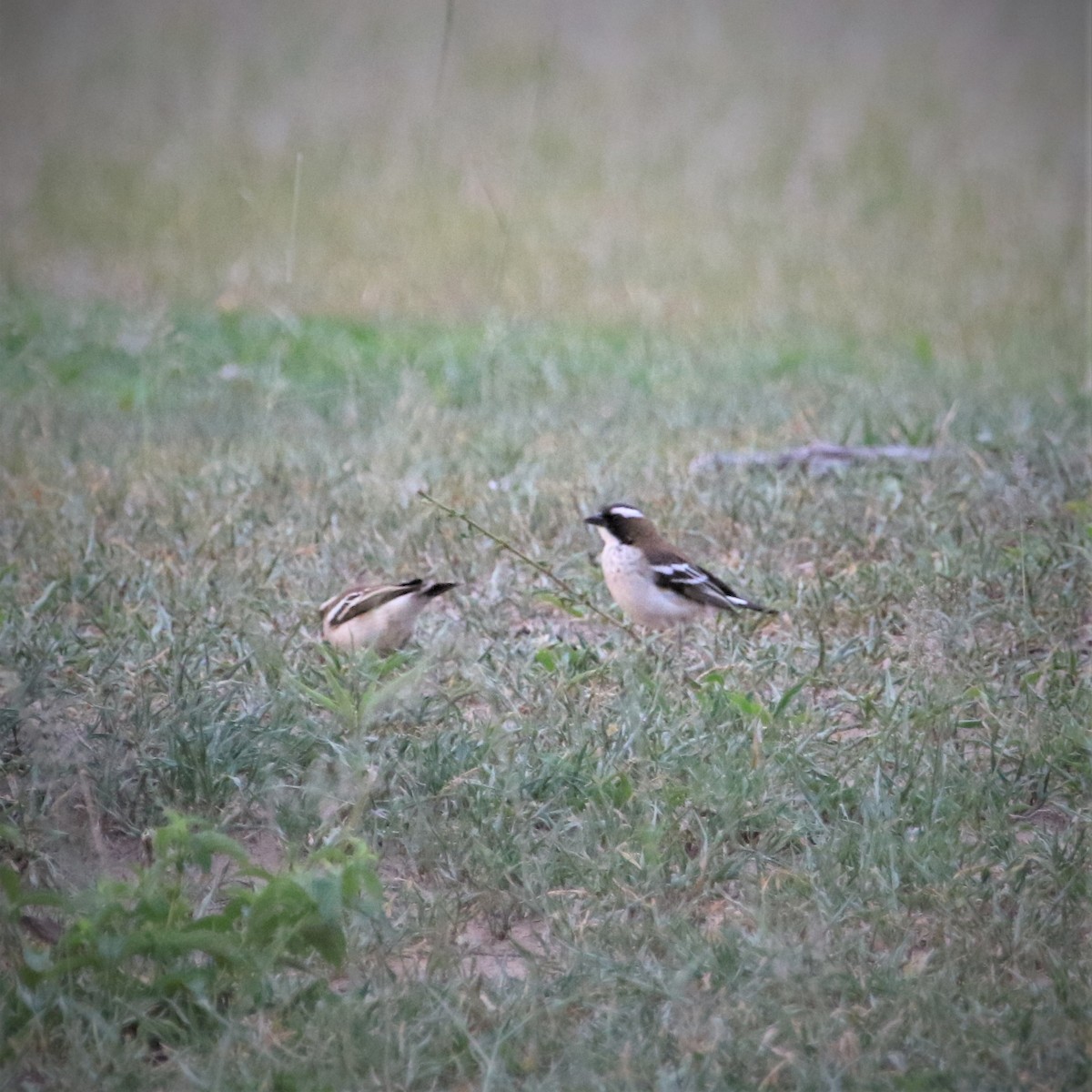 White-browed Sparrow-Weaver - ML140659211