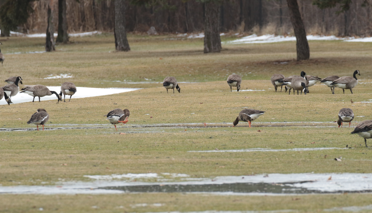 Greater White-fronted Goose - Paul Jacyk