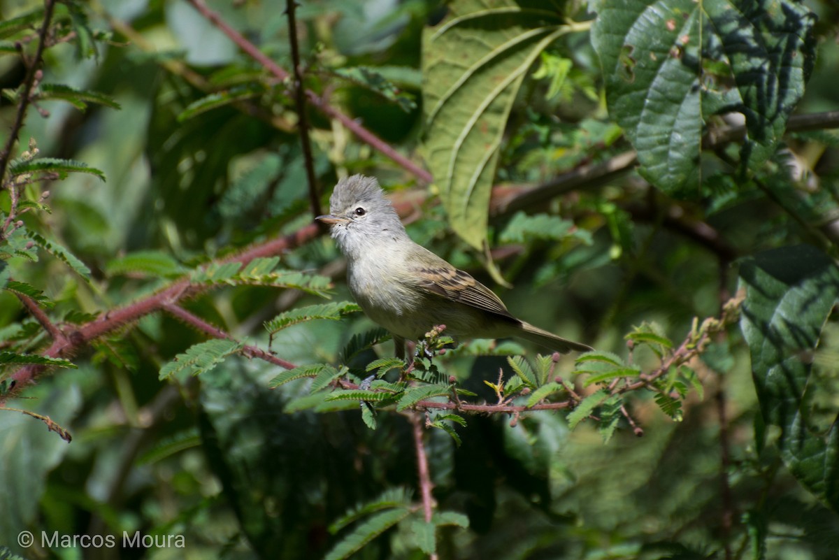 Haubenkleintyrann - ML140659511