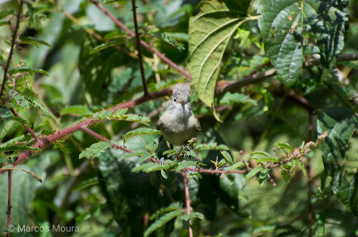 Southern Beardless-Tyrannulet - ML140659521