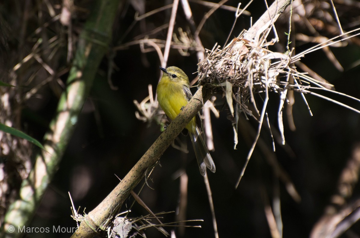 Mosquerito Amarillo - ML140659601