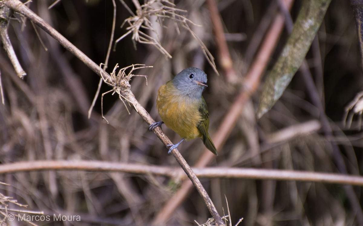 Gray-hooded Flycatcher - ML140659661