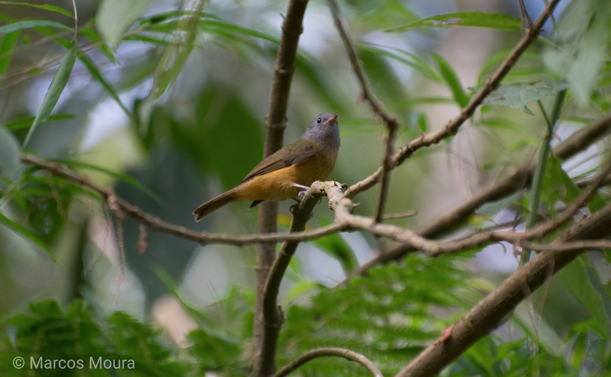 Gray-hooded Flycatcher - ML140659671