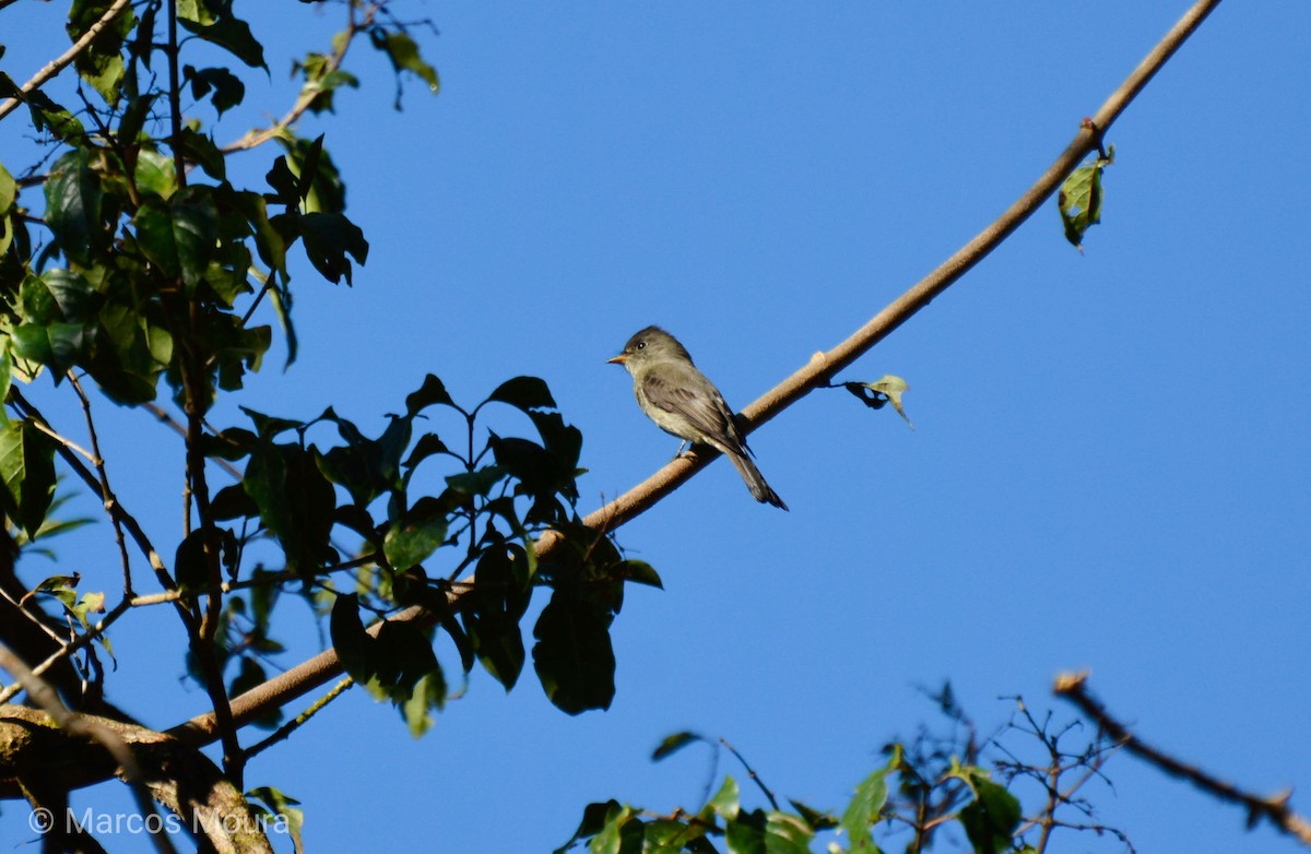 Southern Tropical Pewee - ML140659751