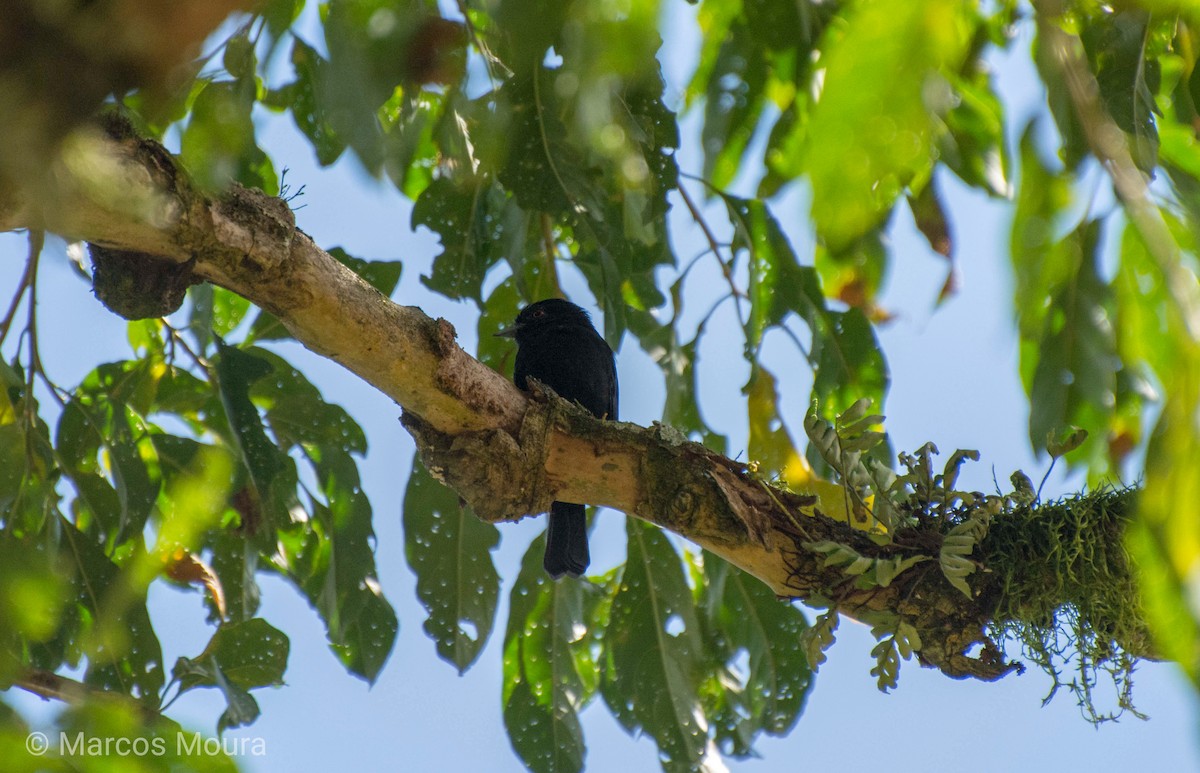 Blue-billed Black-Tyrant - ML140659831