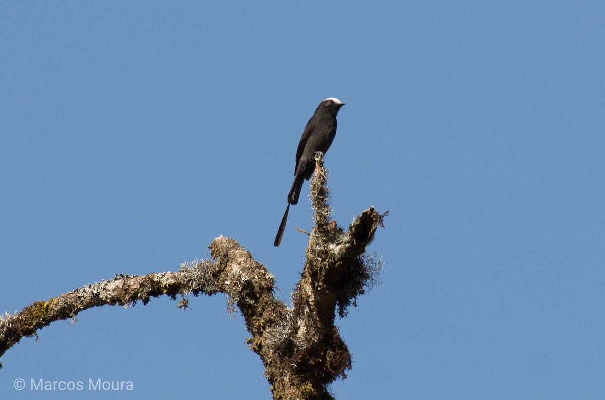 Long-tailed Tyrant - ML140659871