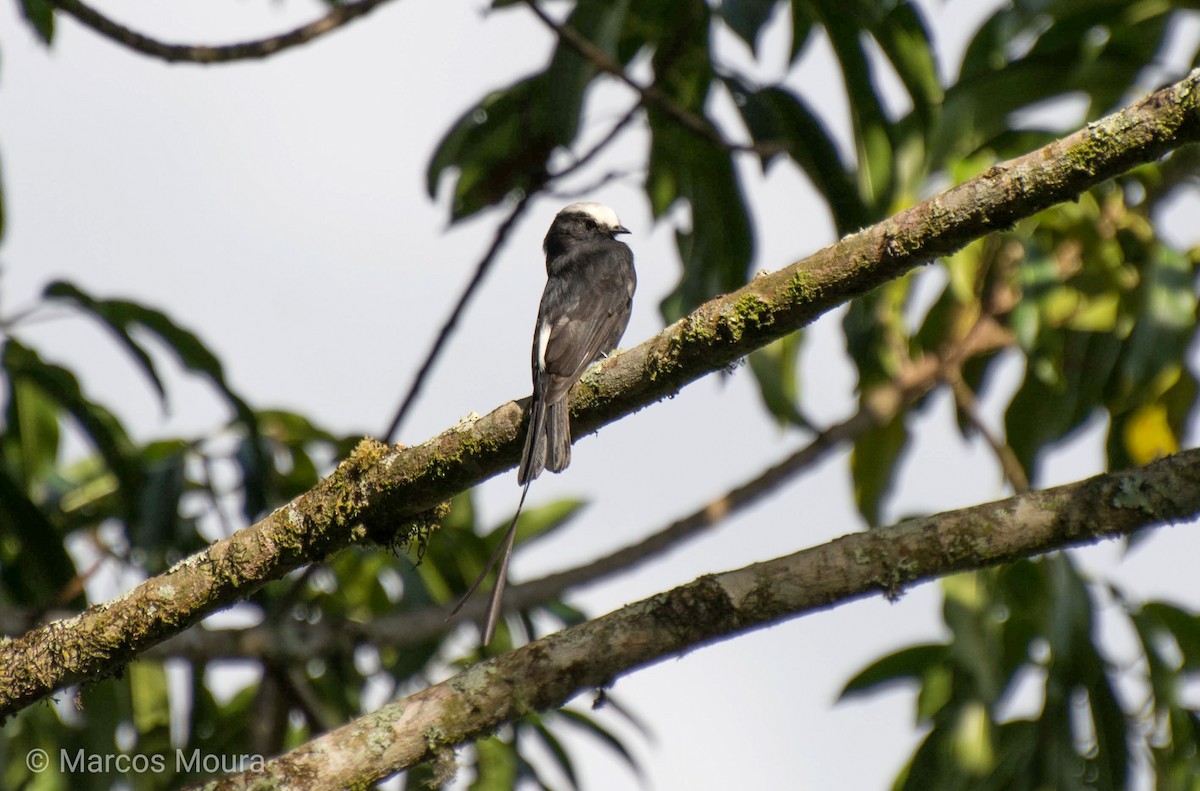 Long-tailed Tyrant - ML140659901