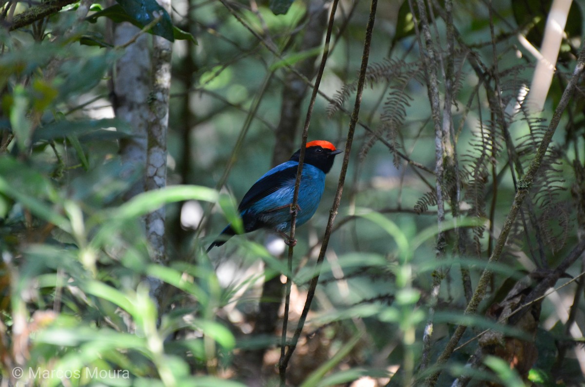 Swallow-tailed Manakin - ML140660051