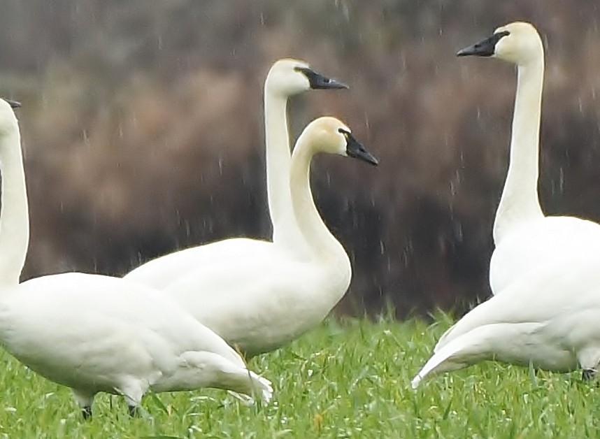 Tundra Swan - ML140660181