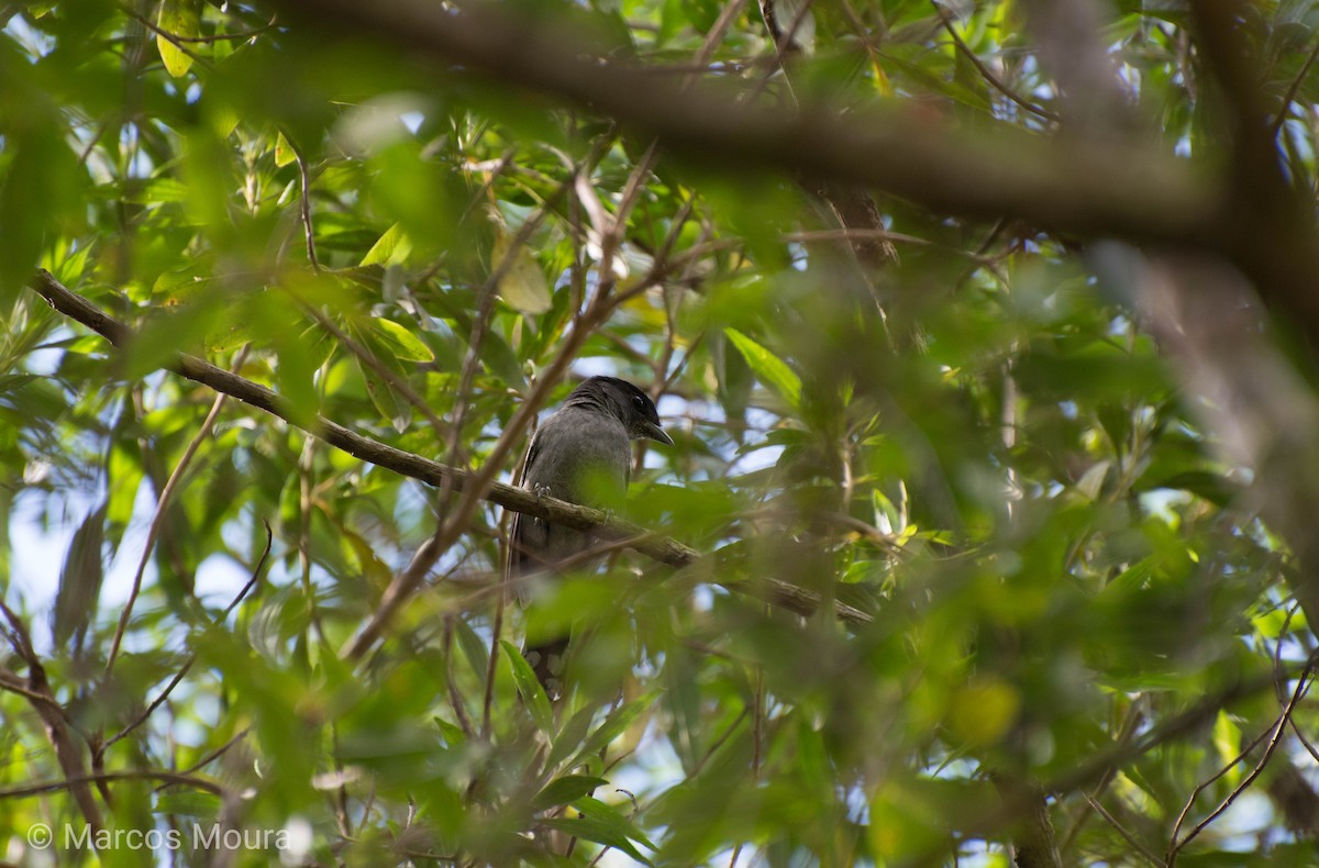 White-winged Becard - ML140660251