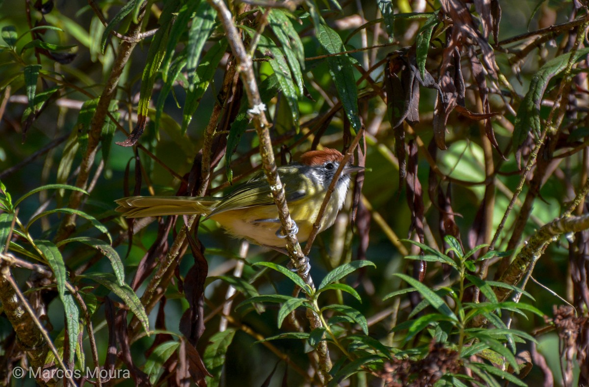 Rufous-crowned Greenlet - ML140660291