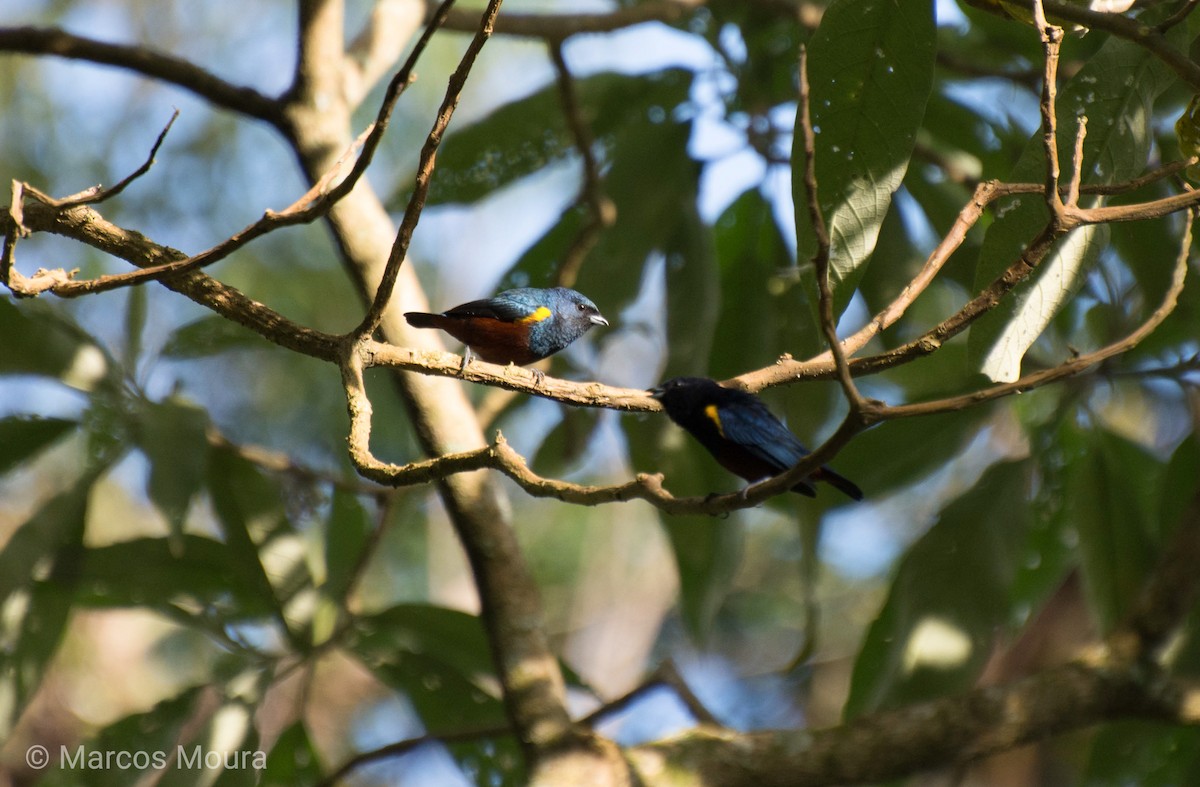 Chestnut-bellied Euphonia - ML140660351