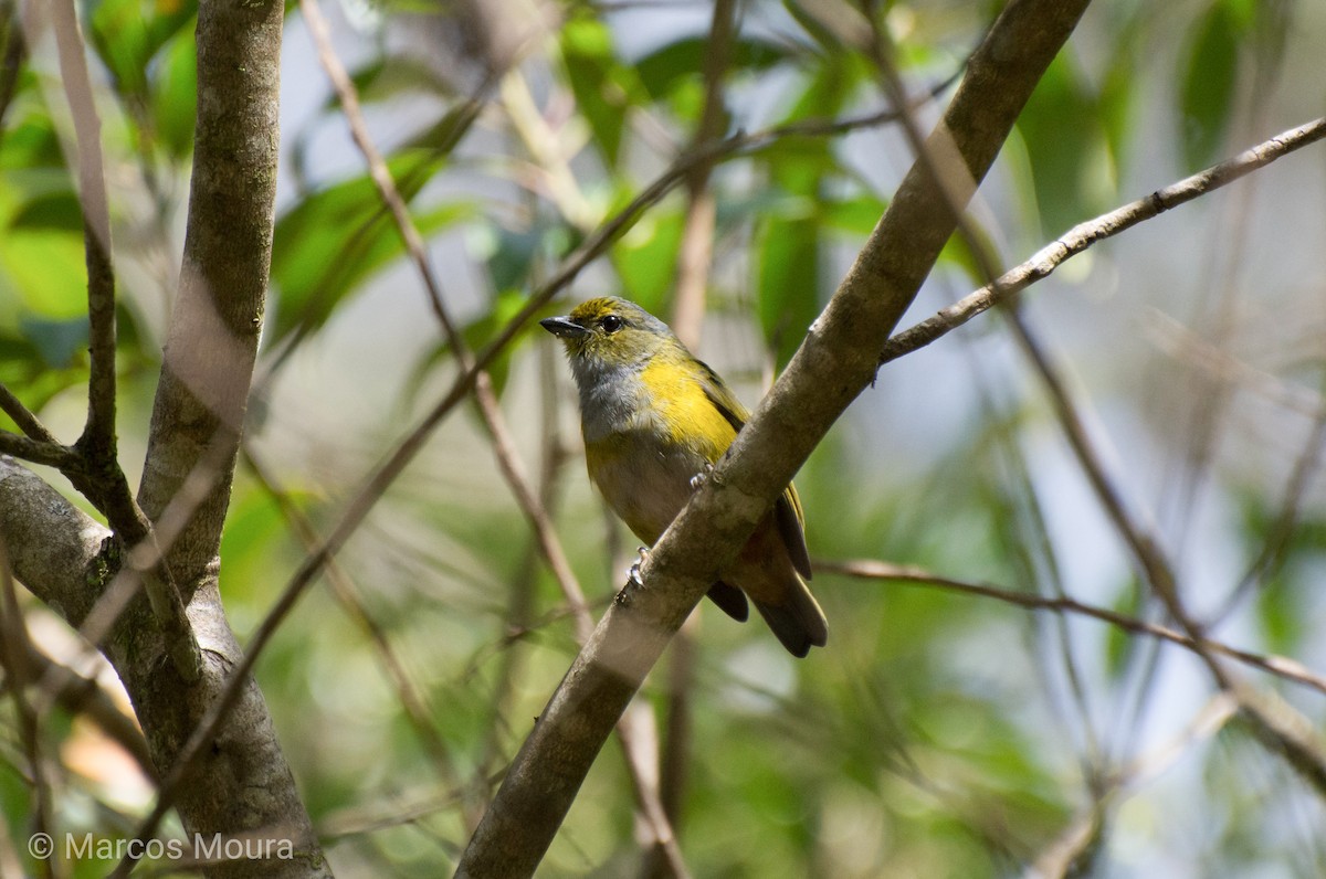 Chestnut-bellied Euphonia - ML140660361