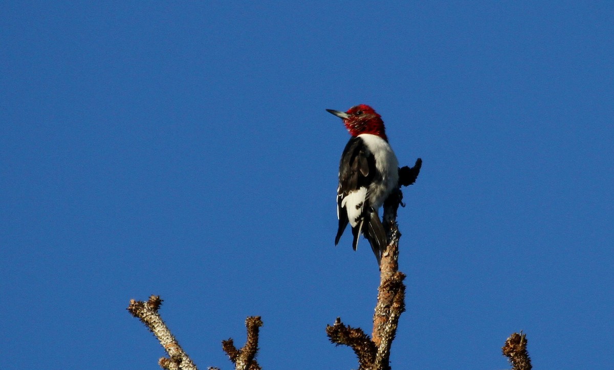 Red-headed Woodpecker - ML140660751
