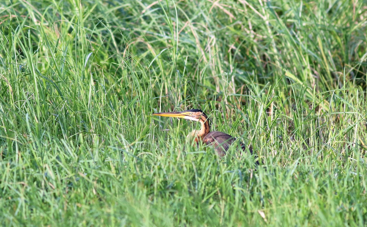 Purple Heron - ML140660941