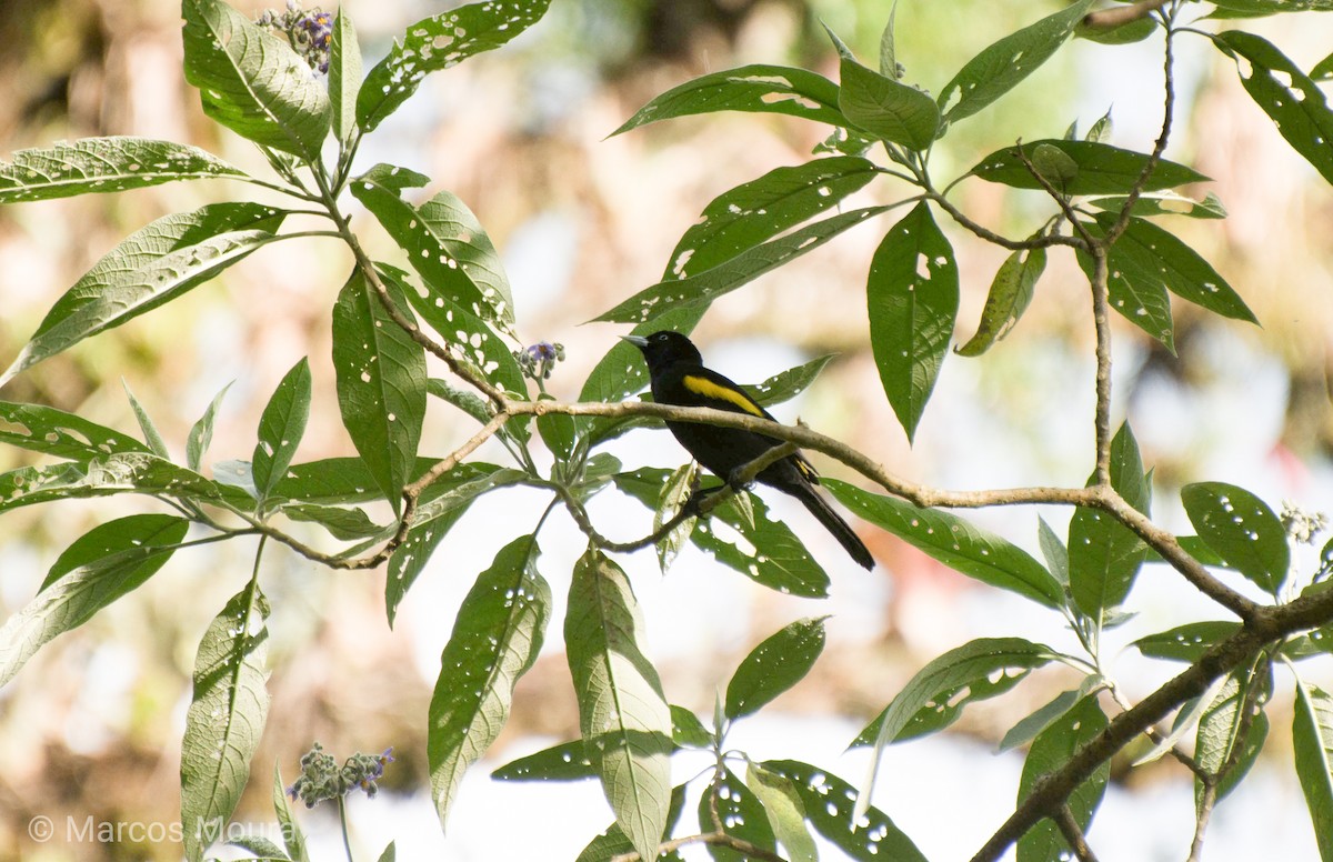 Golden-winged Cacique - ML140661051