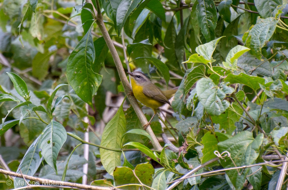 Golden-crowned Warbler - ML140661161