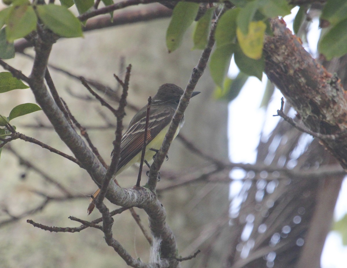 Great Crested Flycatcher - ML140661561