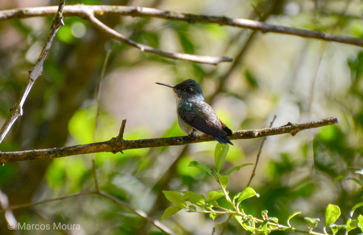 Versicolored Emerald (Versicolored) - ML140662051