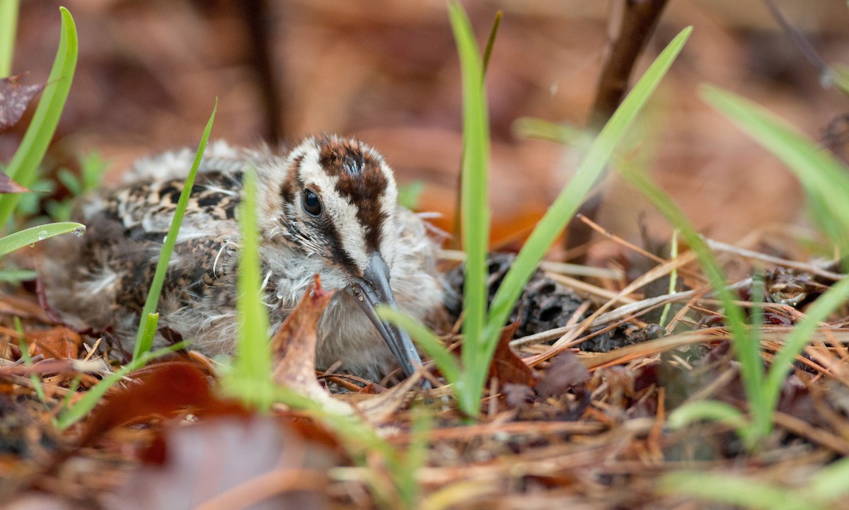 American Woodcock - Ian Davies