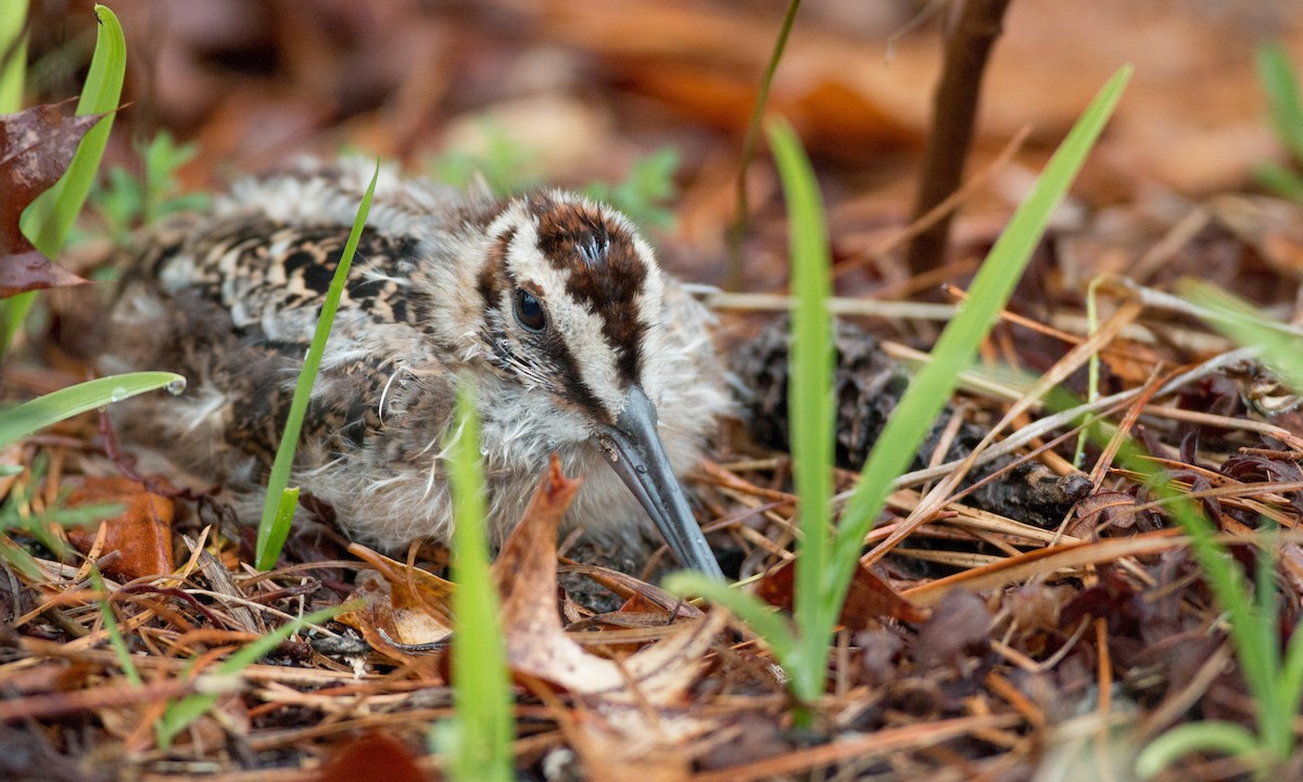 American Woodcock - ML140662991