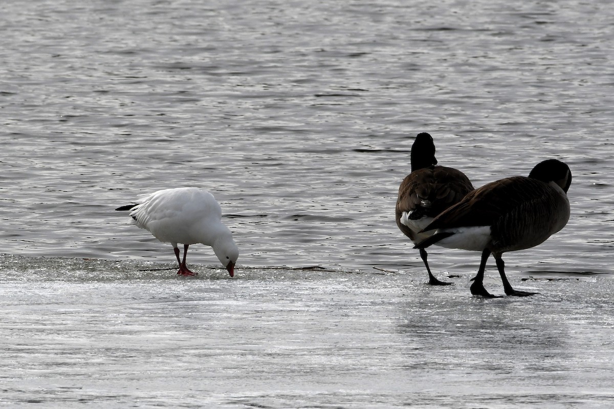 Ross's Goose - ML140663451