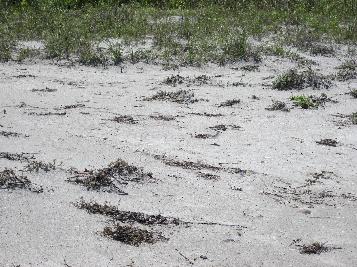 Snowy Plover - ML140664581