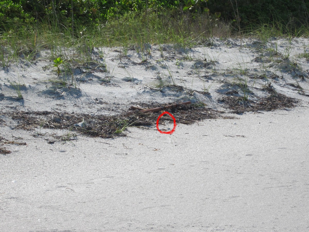 Snowy Plover - ML140664901