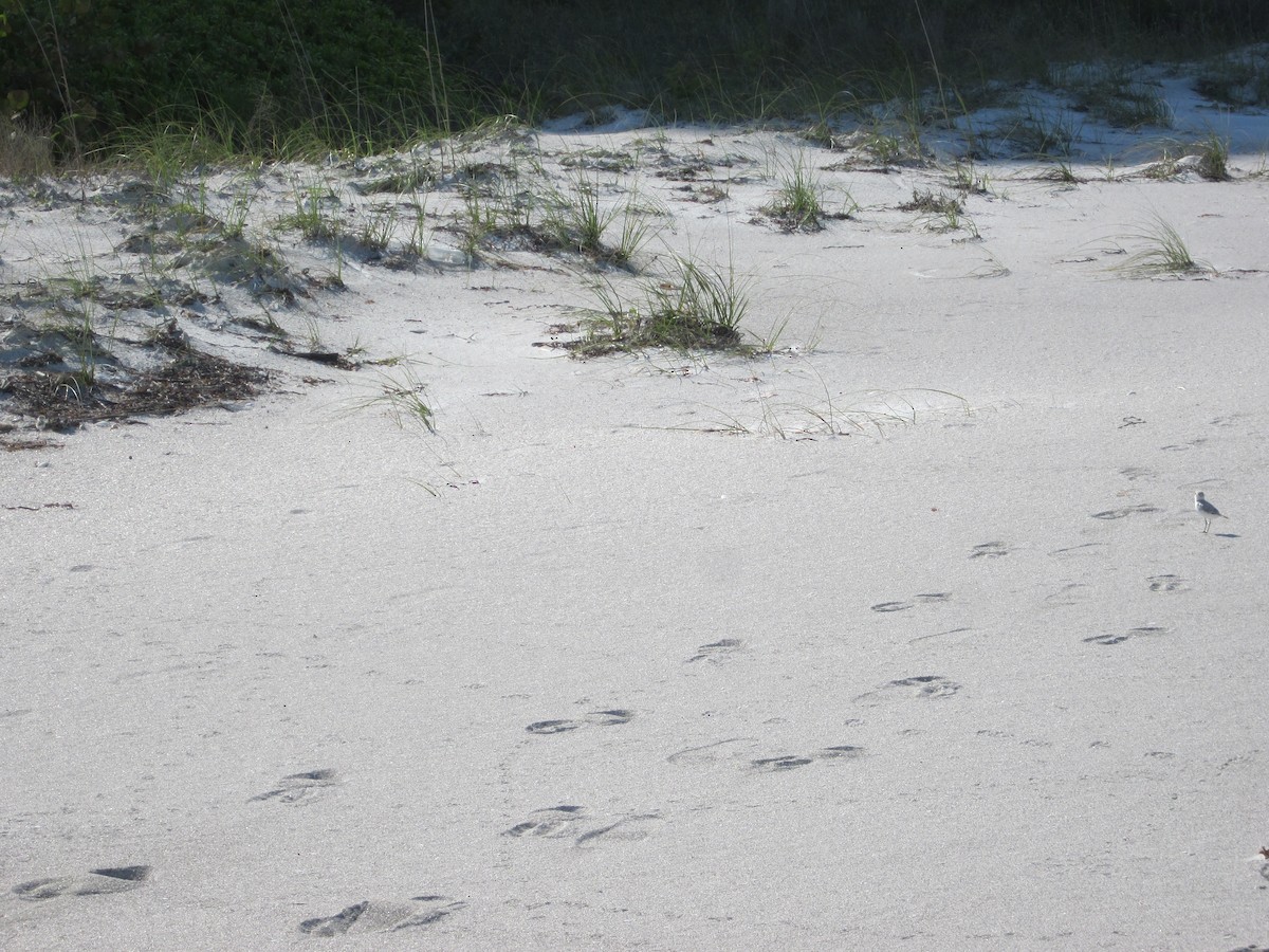 Snowy Plover - ML140664911