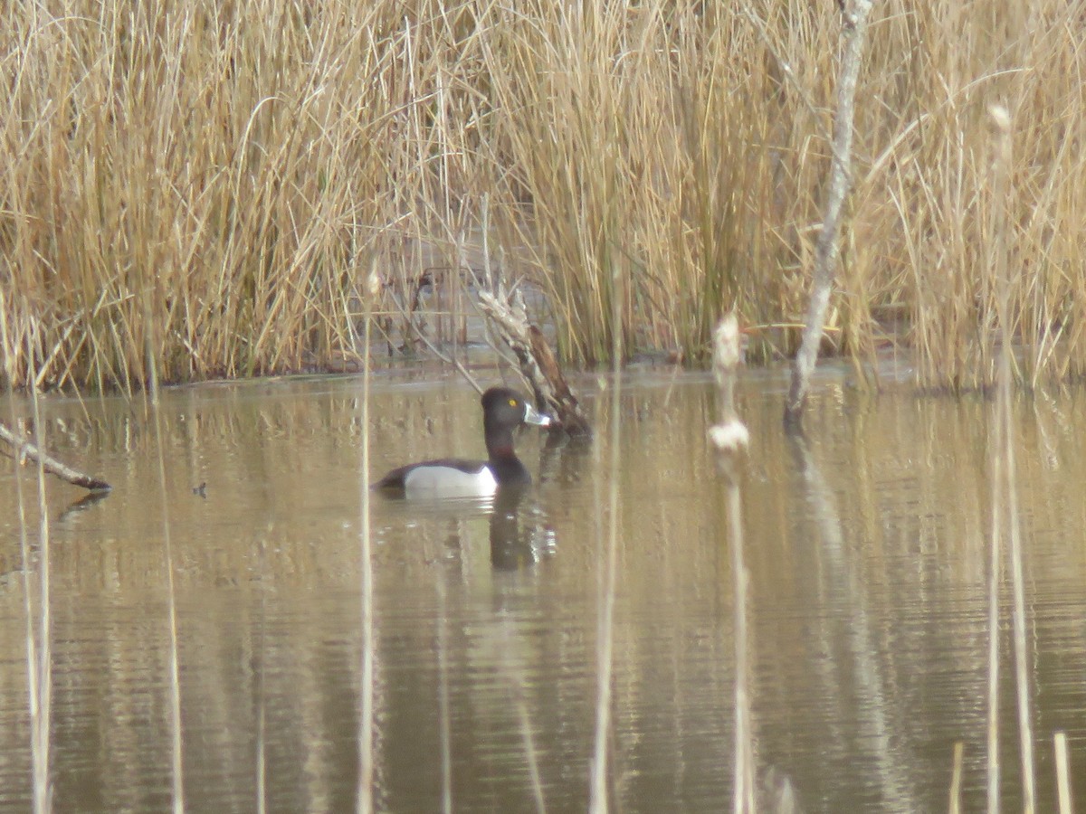 Ring-necked Duck - ML140666431