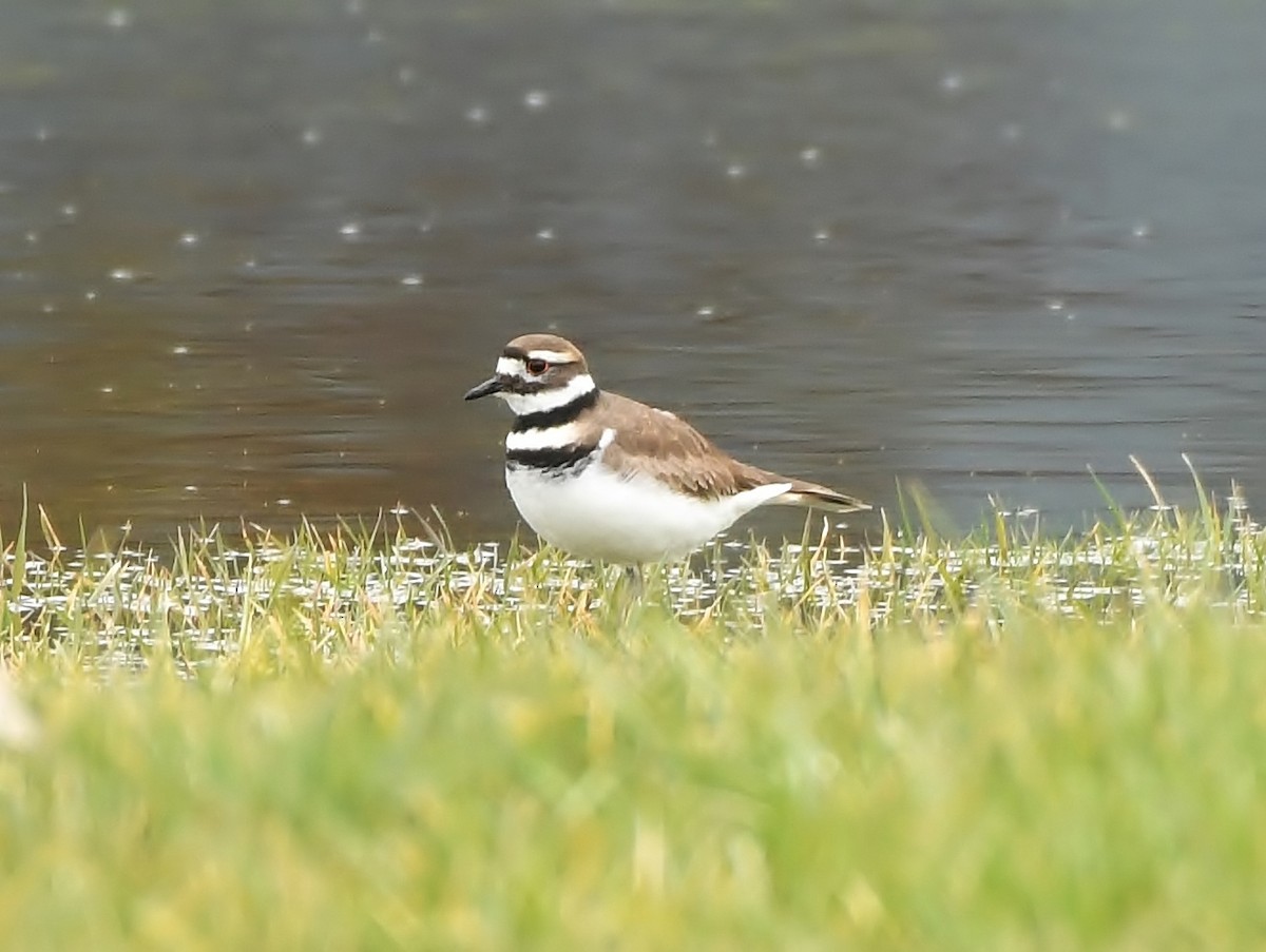 Killdeer - Rachel Hudson