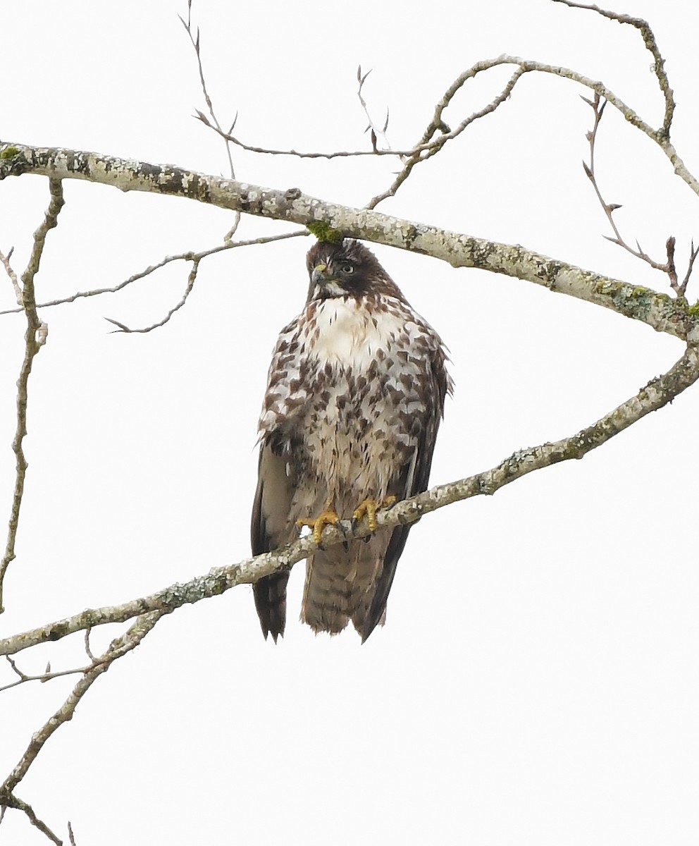 Red-tailed Hawk - Rachel Hudson