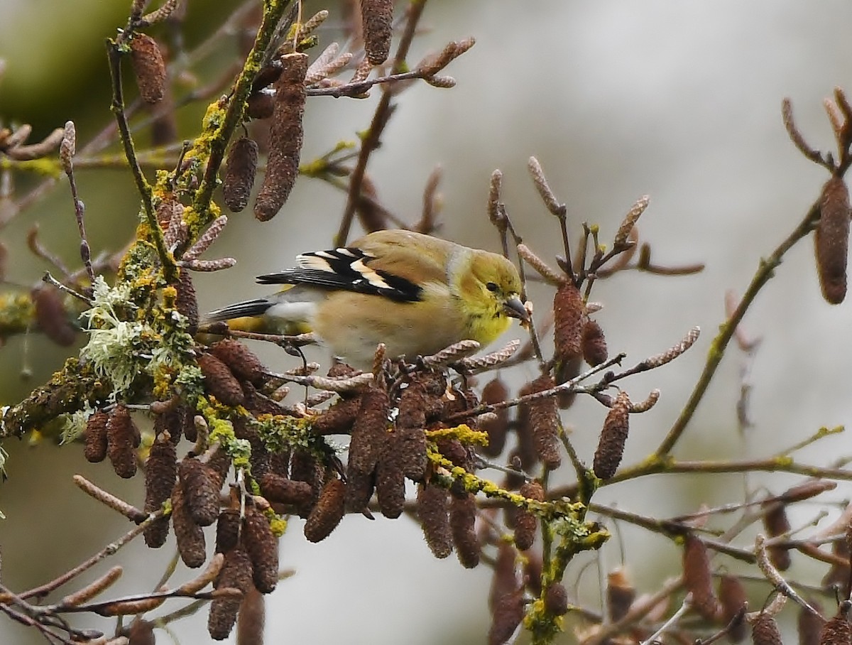 Chardonneret jaune - ML140667221